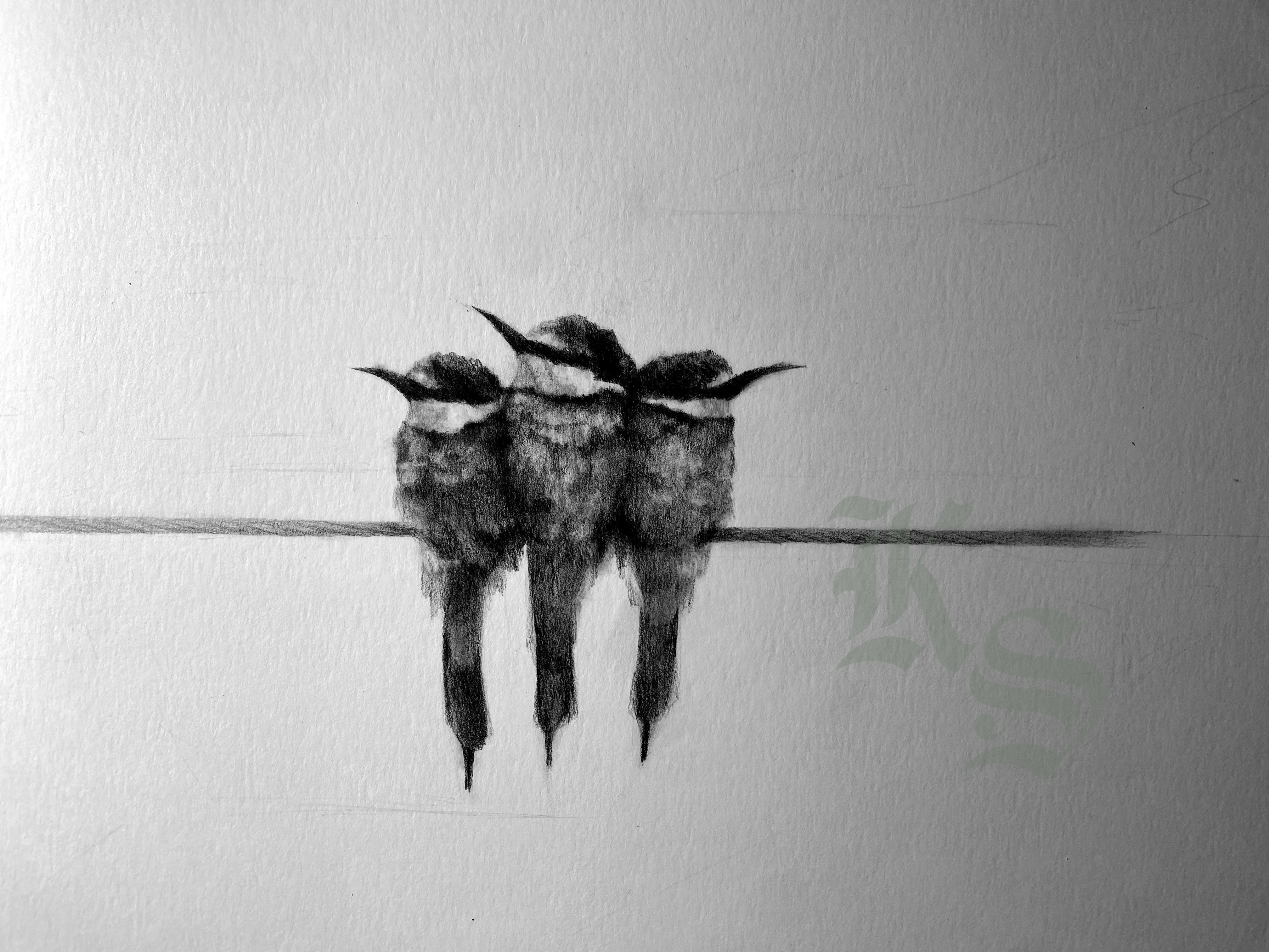 Minimal charcoal drawing of three small birds perched close together on a single wire against an empty pale ground.