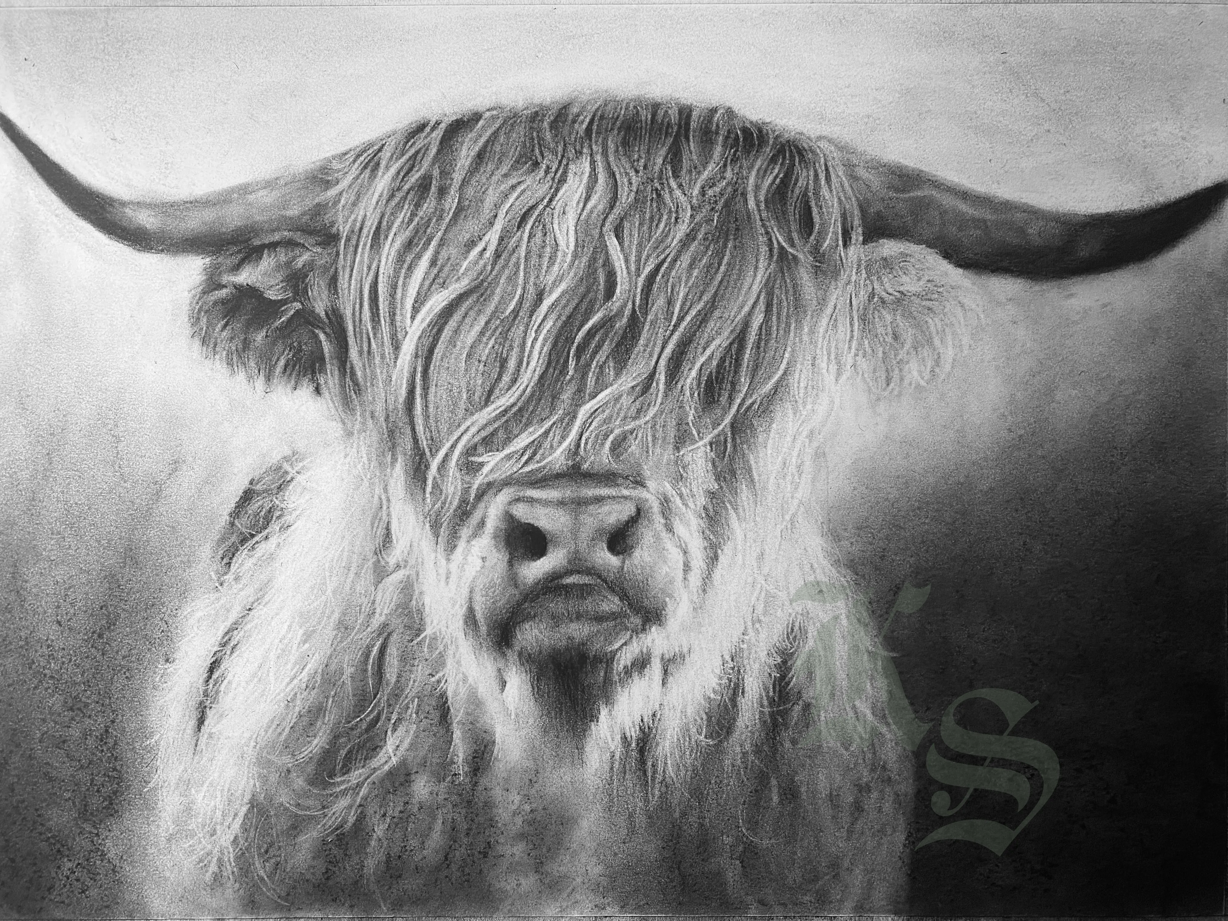 Charcoal portrait of Finnegan, a Highland cow, facing forward with long sweeping horns and a shaggy fringe falling over the eyes.