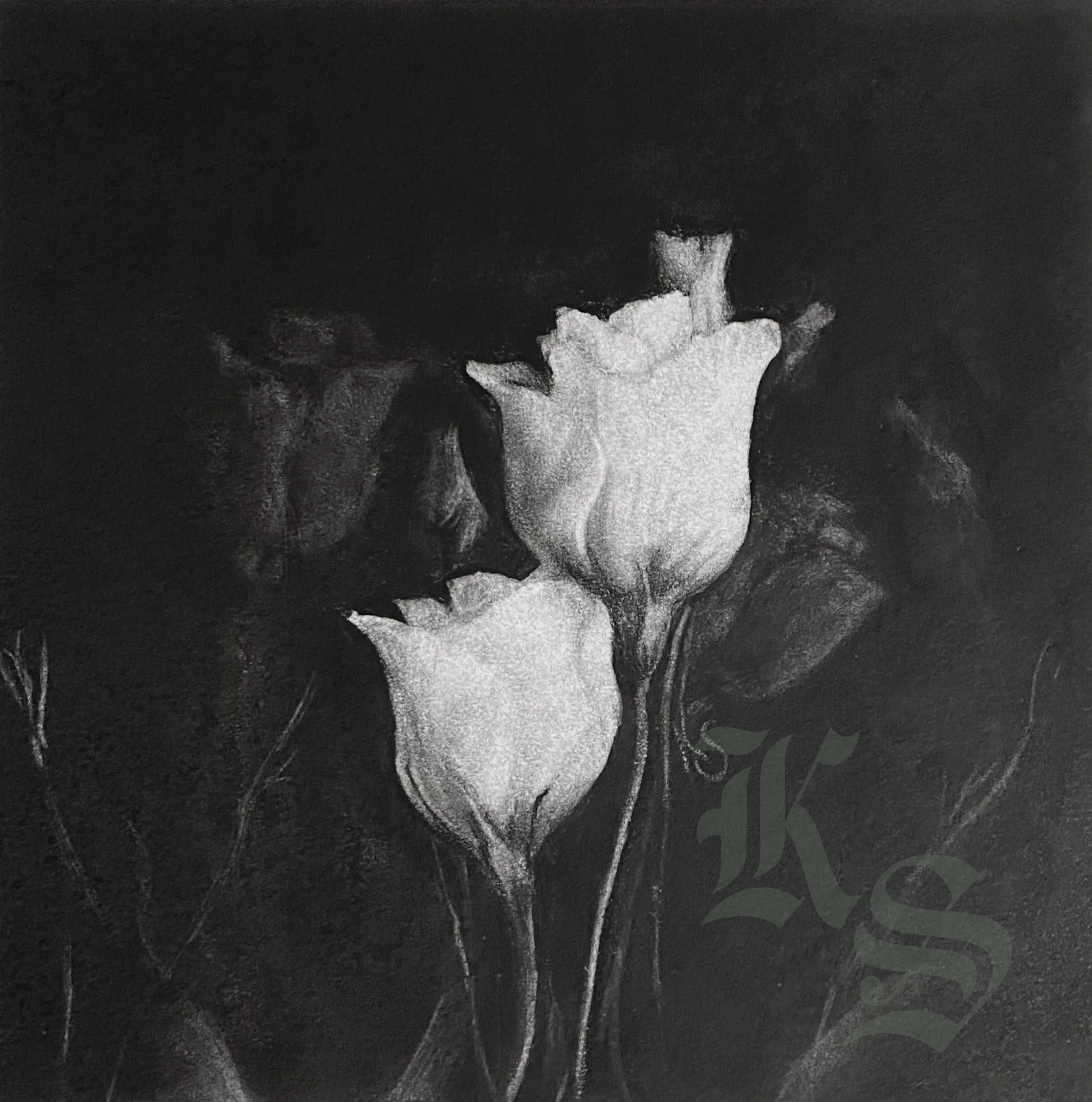 Charcoal study of two pale tulips lit against a deep black ground, petals catching the light.