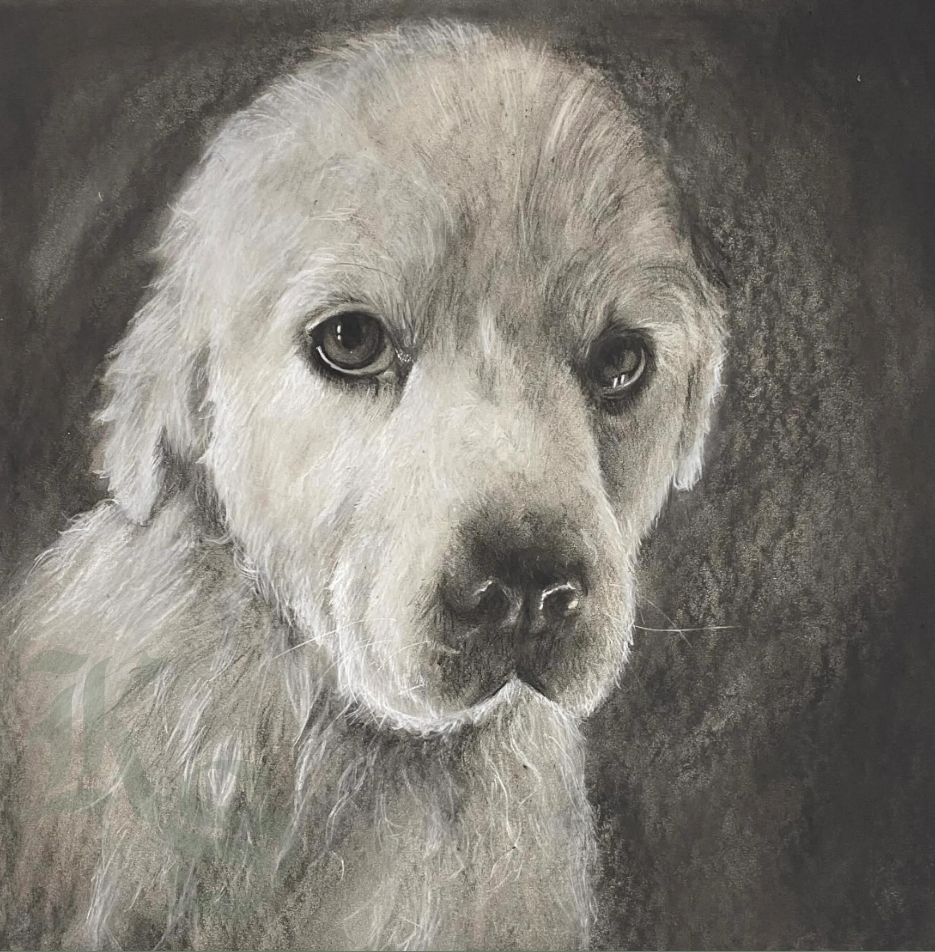 Soft charcoal portrait of Leo, a pale cream-coated dog, gazing directly at the viewer against a dark ground.