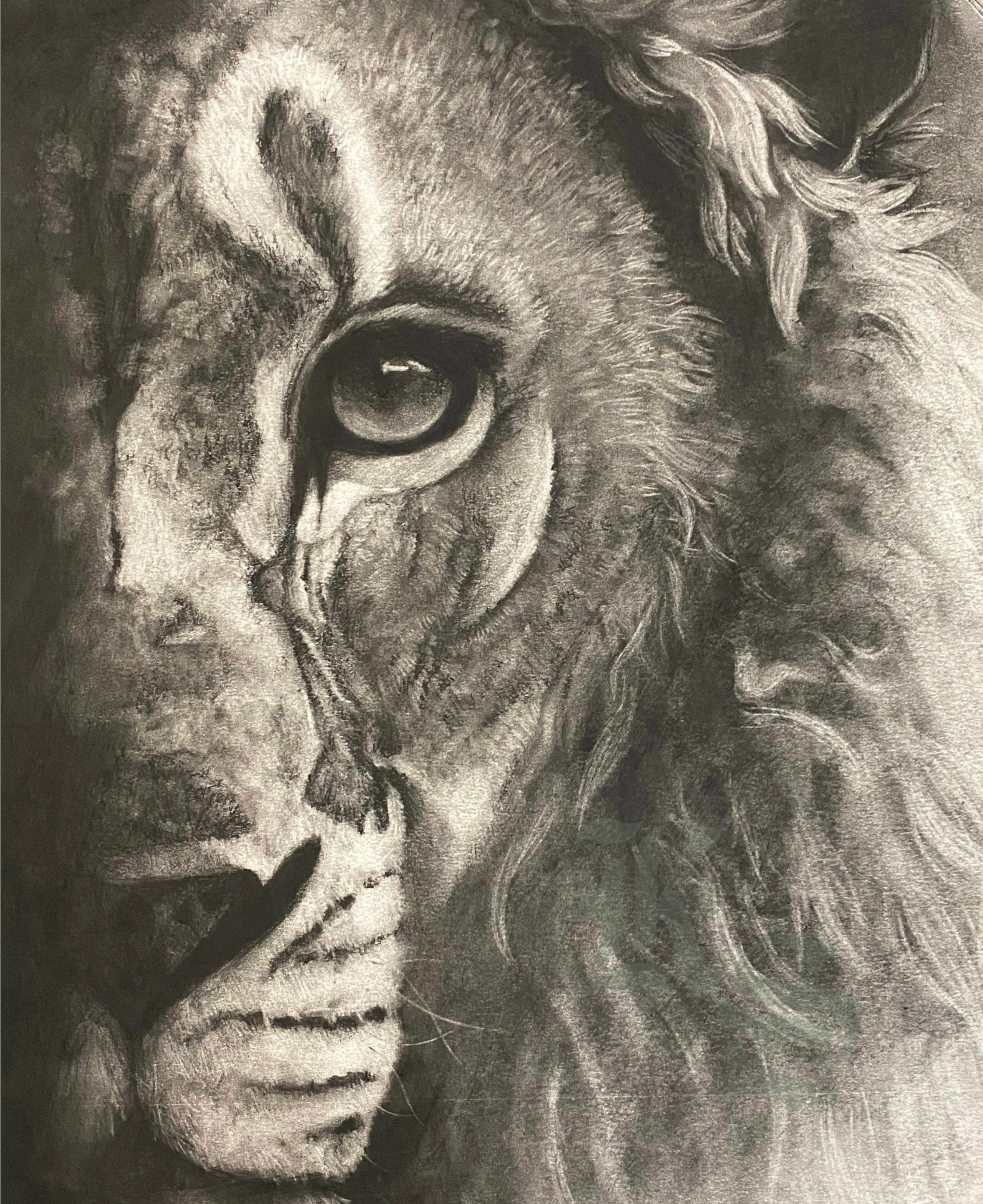 Close charcoal study of a lion’s face, one eye catching the light while the opposite side falls into deep shadow.
